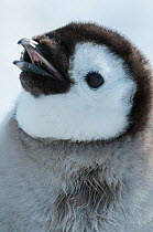 Emperor penguin (Aptenodytes forsteri) chick portrait, Amanda Bay, Prydz Bay, Ingrid Christensen Coast, East Antarctica, November.