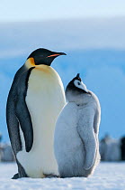 Emperor penguin (Aptenodytes forsteri) adult and chick, Amanda Bay, Prydz Bay, Ingrid Christensen Coast, East Antarctica, November.