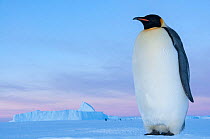 Emperor penguin (Aptenodytes forsteri), Amanda Bay, Prydz Bay, Ingrid Christensen Coast, East Antarctica, November.