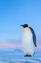 Emperor penguin (Aptenodytes forsteri), Amanda Bay, Prydz Bay, Ingrid Christensen Coast, East Antarctica, November.