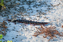 Galapagos giant centipede (Scolopendra galapagensis), Gardner Bay, Espanola / Hood Island, Galapagos, Ecuador, June.