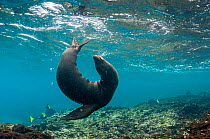 Galapagos sea lion (Zalophus wollebaeki) playing underwater, Champion Islet, near Floreana, Galapagos, Ecuador, May.