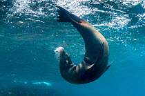 Galapagos sea lion (Zalophus wollebaeki) playing underwater, Champion Islet, near Floreana, Galapagos, Ecuador, May.