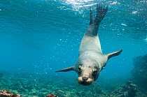 Galapagos sea lion (Zalophus wollebaeki) swimming, Champion Islet, near Floreana, Galapagos, Ecuador, May.
