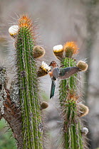 Giant hummingbird (Patagona gigas) feeding on cactus flowers, Tilgo Island, La Serena, Chile, December.