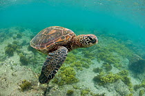 Green turtle (Chelonia mydas) swimming, Puerto Egas, Santiago Island, Galapagos, Ecuador, June.