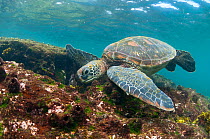 Green turtle (Chelonia mydas) swimming, Puerto Egas, Santiago Island, Galapagos, Ecuador, June.