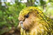 Kakapo (Strigops habroptilus) close up showing sensory facial feathers, Codfish Island / Whenua Hou, Southland, New Zealand. Critically endangered