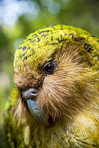 Kakapo (Strigops habroptilus) close up showing sensory facial feathers, Codfish Island / Whenua Hou, Southland, New Zealand, February. Critically endangered