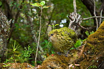 Kakapo (Strigops habroptilus) male, Codfish Island / Whenua Hou, Southland, New Zealand, February. Critically endangered