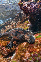 Marine iguana (Amblyrhynchus cristatus) diving to feed on algae, Rabida Island, Galapagos, Ecuador, June.