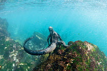 Marine iguana (Amblyrhynchus cristatus) diving to feed on algae, Punta Vicente Roca, Isabela Island, Galapagos, Ecuador, June.