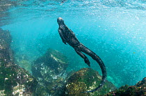 Marine iguana (Amblyrhynchus cristatus) swimming, Punta Vicente Roca, Isabela Island, Galapagos, Ecuador, June.