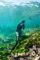 Marine iguana (Amblyrhynchus cristatus) swimming, Punta Espinosa, Fernandina Island, Galapagos, Ecuador, June.
