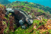 Marine iguana (Amblyrhynchus cristatus) diving to feed on algae, Punta Espinosa, Fernandina Island, Galapagos, Ecuador, May.