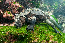 Marine iguana (Amblyrhynchus cristatus) diving to feed on algae, Punta Espinosa, Fernandina Island, Galapagos, Ecuador, May.