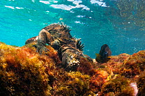 Marine iguana (Amblyrhynchus cristatus) diving to feed on algae, Sombrero Chino Islet, Santiago Island, Galapagos, Ecuador, May.