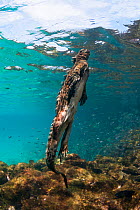 Marine iguana (Amblyrhynchus cristatus) swimming upwards,  Sombrero Chino Islet, Santiago Island, Galapagos, Ecuador, May.