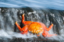 Dead Sally-lightfoot crab (Grapsus grapsus) washed up in surf, Puerto Egas, James Bay, Santiago Island, Galapagos, Ecuador, May.