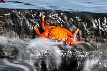 Dead Sally-lightfoot crab (Grapsus grapsus) washed up in surf, Puerto Egas, James Bay, Santiago Island, Galapagos, Ecuador, May.