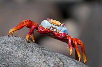 Sally-lightfoot crab (Grapsus grapsus) on rock, Punta Suarez, Espanola Island, Galapagos, Ecuador