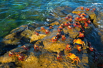 Sally-lightfoot crab (Grapsus grapsus) on rocks,  Borrero Bay, Santa Cruz Island, Galapagos, Ecuador, may.