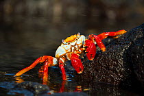 Sally-lightfoot crab (Grapsus grapsus), Puerto Egas, James Bay, Santiago Island, Galapagos, Ecuador, March.