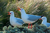 Silver / red-billed gull (Chroicocephalus novaehollandiae) calling, Phillip Island Nature Park, Victoria, Australia, December.