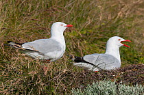 Silver / red-billed gull (Chroicocephalus novaehollandiae) nesting, Phillip Island Nature Park, Victoria, Australia, December.