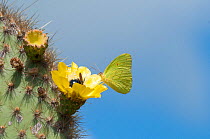 Galapagos sulphur butterfly (Phoebis sennae marcellina) feeding from Opuntia (Opuntia sp) cactus flower with endemic Carpenter bee (Xylocopa darwinii) Alcedo Volcano, Isabela Island, Galapagos, Ecuado...