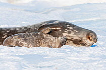 Weddell seal (Leptonychotes weddellii) mother and pup, Prydz Bay, near Davis Station, Vestfold Hills, Ingrid Christensen Coast, East Antarctica, November.