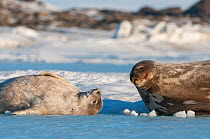 Weddell seal (Leptonychotes weddellii) mother and pup, Prydz Bay, near Davis Station, Vestfold Hills, Ingrid Christensen Coast, East Antarctica, November.