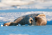 Weddell seal (Leptonychotes weddellii) pup, Prydz Bay, near Davis Station, Vestfold Hills, Ingrid Christensen Coast, East Antarctica, November.