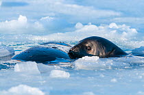 Weddell seal (Leptonychotes weddellii) mother and pup at breathing hole, Prydz Bay, near Davis Station, Vestfold Hills, Ingrid Christensen Coast, East Antarctica, November.