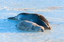 Weddell seal (Leptonychotes weddellii) mother and pup near breathing hole, Prydz Bay, near Davis Station, Vestfold Hills, Ingrid Christensen Coast, East Antarctica, November.