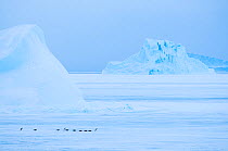 Adelie penguin (Pygoscelis adeliae) walking on ice, near Davis Station, Prydz Bay, East Antarctica, November.