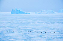 Adelie penguin (Pygoscelis adeliae) walking on ice, near Davis Station, Prydz Bay, East Antarctica, November.