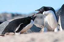 Adelie penguin (Pygoscelis adeliae) fighting over mates and nest sites, Prydz Bay, near Davis Station, Vestfold Hills, Ingrid Christensen Coast, East Antarctica, November.