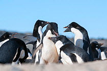 Adelie penguin (Pygoscelis adeliae) fighting over mates and nest sites, Prydz Bay, near Davis Station, Vestfold Hills, Ingrid Christensen Coast, East Antarctica, November.