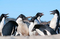 Adelie penguins (Pygoscelis adeliae) fighting over mates and nest sites, Prydz Bay, near Davis Station, Vestfold Hills, Ingrid Christensen Coast, East Antarctica, November.