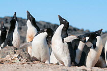 Adelie penguin (Pygoscelis adeliae) colony with pairs flapping wings and displaying, Prydz Bay, near Davis Station, Vestfold Hills, Ingrid Christensen Coast, East Antarctica, November.