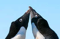 Adelie penguin (Pygoscelis adeliae) courtship behaviour. Prydz Bay, near Davis Station, Vestfold Hills, Ingrid Christensen Coast, East Antarctica, November.