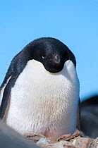 Adelie penguin (Pygoscelis adeliae), Prydz Bay, near Davis Station, Vestfold Hills, Ingrid Christensen Coast, East Antarctica, November.