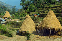 Straw drying on hill terraces, near mountain village of Ghandruk, Modi Khola Valley, Himalayas, Nepal. November 2014.