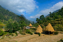 Straw drying on hill terraces, near mountain village of Ghandruk, with Annapurna mountain in the background, Modi Khola Valley, Himalayas, Nepal. November 2014.