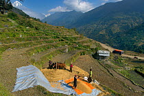 Farmers winnowing wheat harvest on hill terraces, near mountain village of Ghandruk, with Annapurna mountain in the background, Modi Khola Valley, Himalayas, Nepal. November 2014.