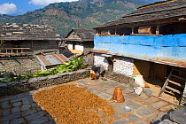Drying crop of millet in courtyard of house, Ghandruk, Modi Khola Valley, Himalayas, Nepal. November 2014.