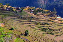 Terrace farming, near mountain village of Ghandruk. Modi Khola Valley, Himalayas, Nepal. November 2014.