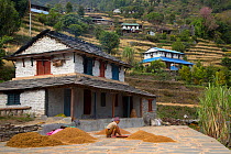 Mountain terrace farms child winnowing wheat, Ghandruk, Modi Khola Valley, Himalayas, Nepal. November 2014.