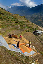 Farmers winnowing wheat on terraced farmland,  near mountain village of Ghandruk, Modi Khola Valley, Himalayas, Nepal. November 2014.